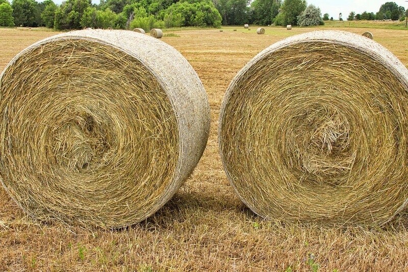 Alfalfa Hay