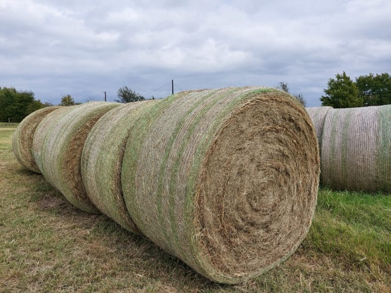 Ryegrass Hay