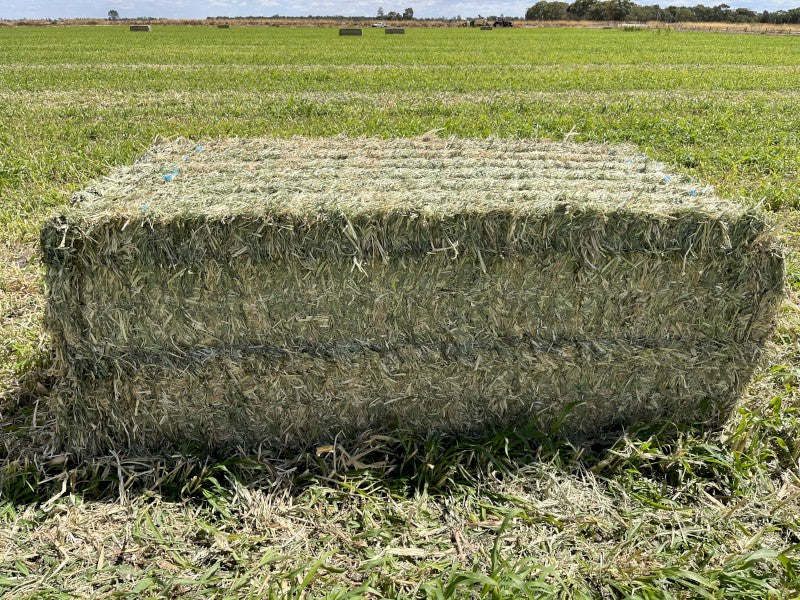 Sudan Grass Hay