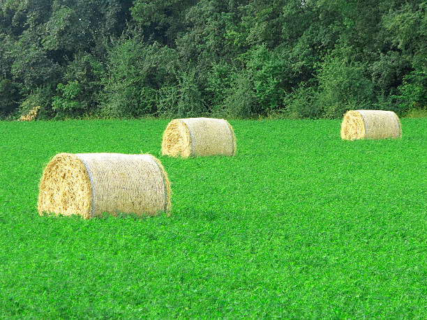 alfalfa hay for sale