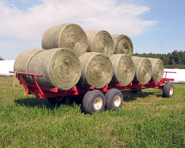 Middle East hay demand